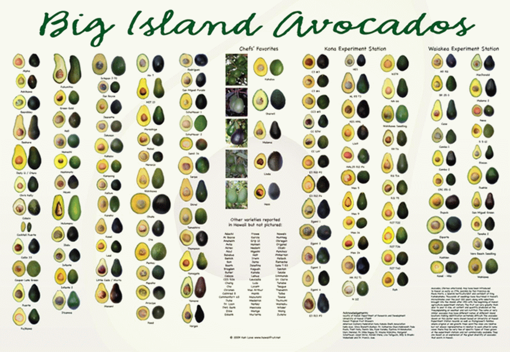 Таблица плодов авокадо