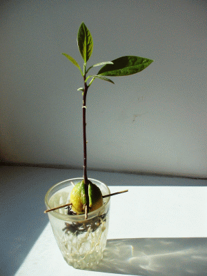 росток авокадо, ооо реал, фото Федотова Сергея, сайт real-aroma.ru