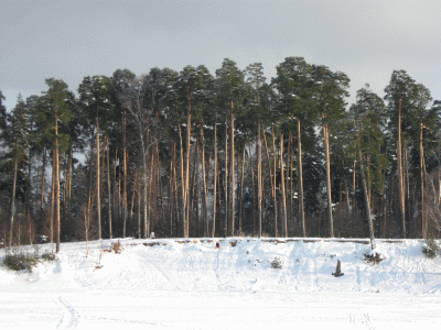 Сосновый лес. Фото Федотова С., сайт real-aroma.ru
