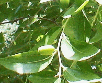 плод зизифуса настоящего Ziziphus jujuba. Фото Федотова С. В.
