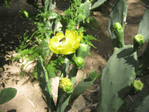 Цветок кактуса. Фото Федотова Сергея, сайт real-aroma.ru