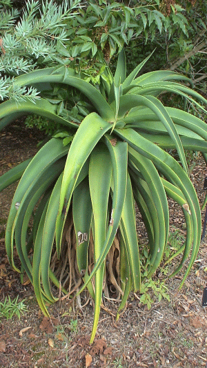Алоэ (Aloe traskii). Фото Федотова С., real-aroma.ru